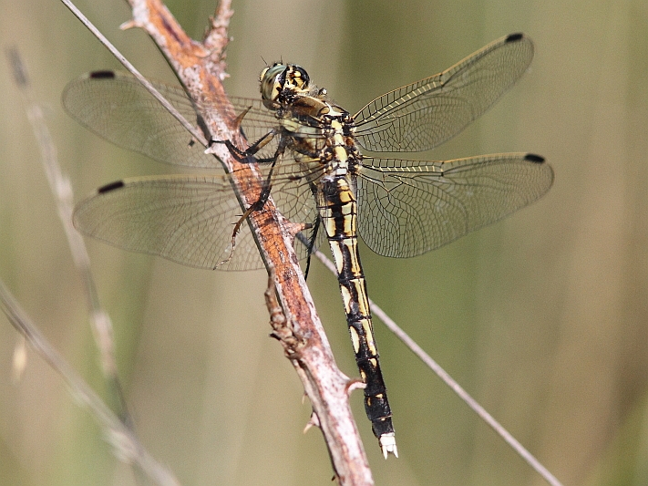 J14_1733  Orthetrum albistylum female.JPG